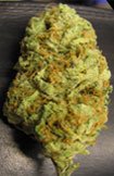 BC Hash Plant