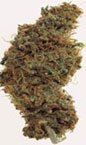 BC Kush