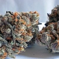 Girl Scout Cookies Bx1