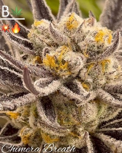 Chimera Breath