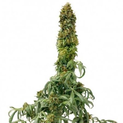Sweet Tooth Auto