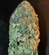 BC Grown