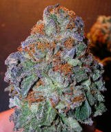BC Purps