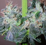 Northern Romulan