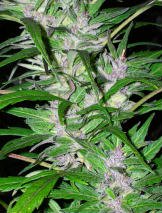 Purpleskunk #1