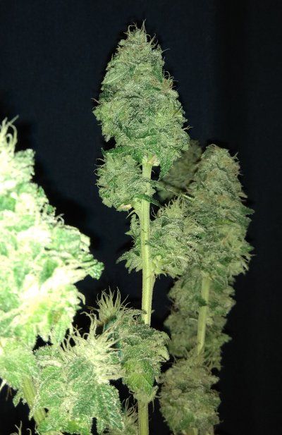 Mendo Purple Pie
