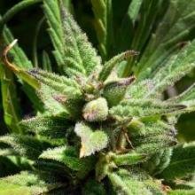 Lemon Grinderz OGK