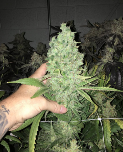 Blue Kimbo
