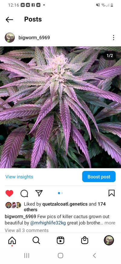 Killer Cactus