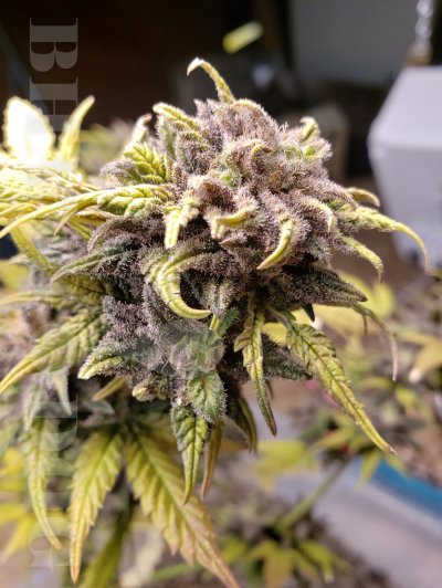 Blueberry Breakfast!