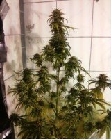 Diablos Kush
