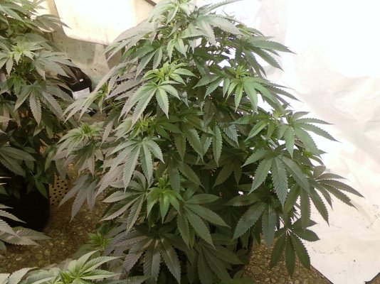 Diablos Pink Kush