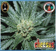 Cheesus