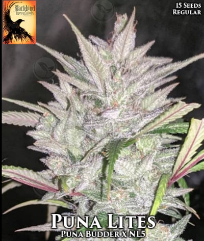 Puna Lites