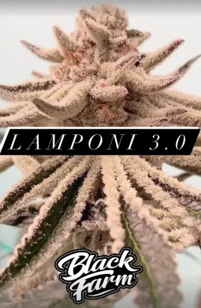 Lamponi 3.0