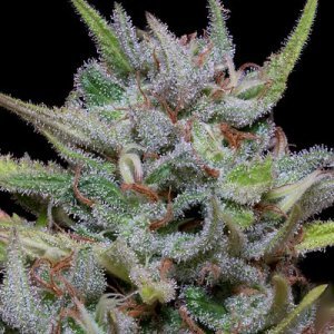 White Fire OG Kush