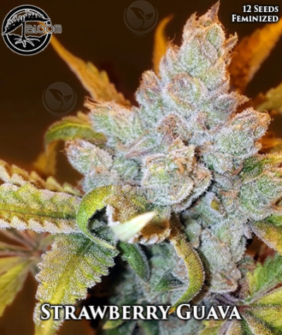 Strawberry Guava