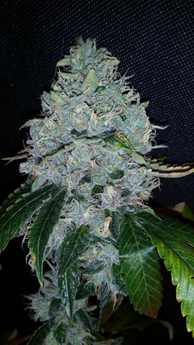 Chem Valley LSD