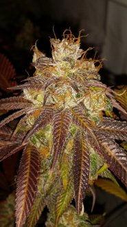 Medical Kosher Ghost
