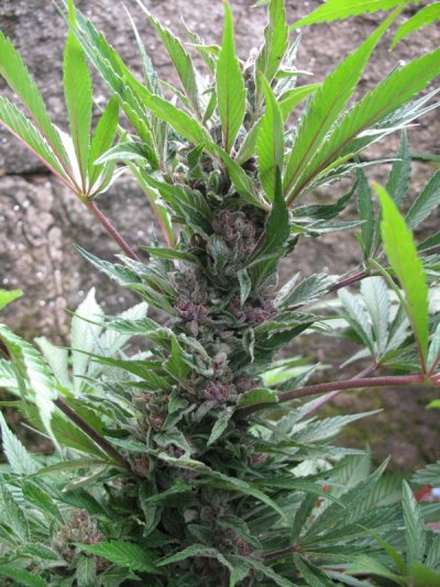 Royal Purple Kush