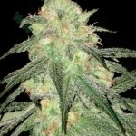 Auto Sour Diesel