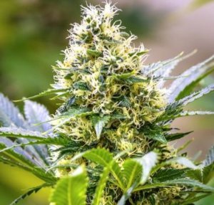 Strawberry Diesel x C99