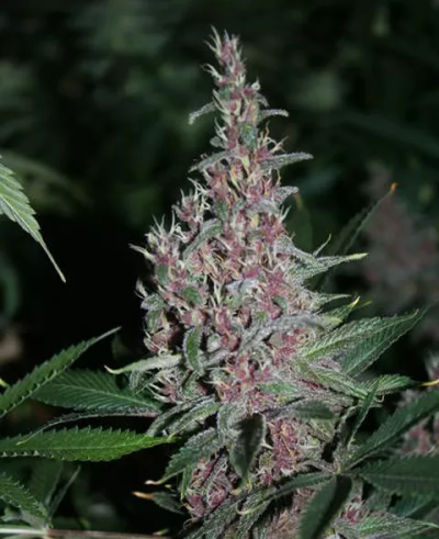 Black Zombie