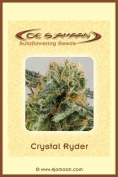 Crystal Ryder