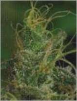 Magic Crystal