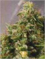 Master Haze