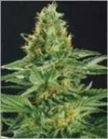 Shaman's High