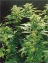 Thai Widow