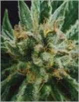 Widow Skunk