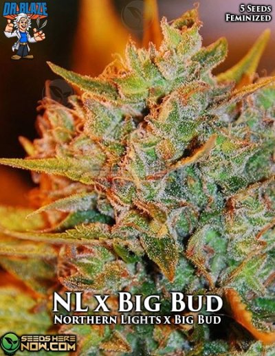 Northern Lights x Big Bud