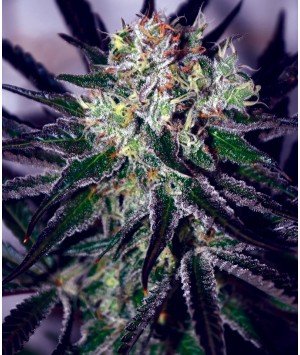 Bubba Black