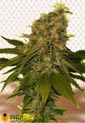 Dutch Cheese