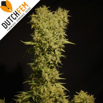 Jack Herer Autoflowering