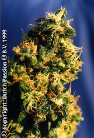 Green Spirit