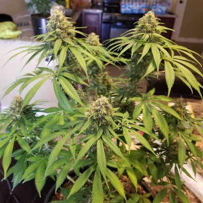 Sour Orange