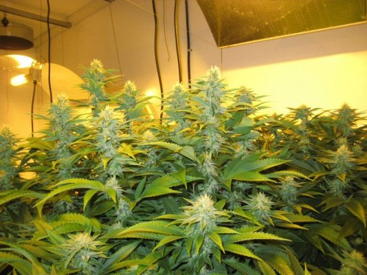 A few shots of my rooms growing in Beds with some new strains WIFI X SOUR D and...