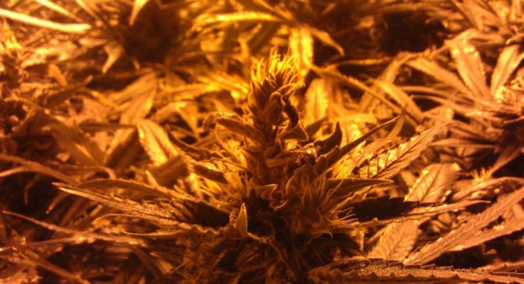 Gdp #2