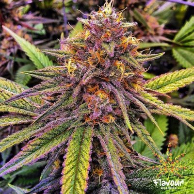 Gelato #41