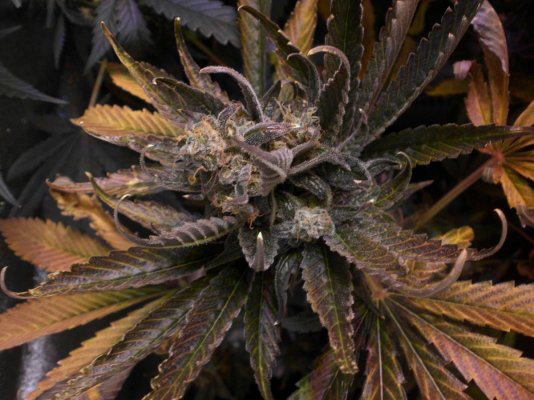 BlueChem