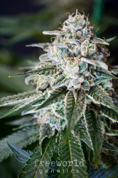 FreeWorld Chem