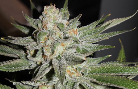 Grape Puff