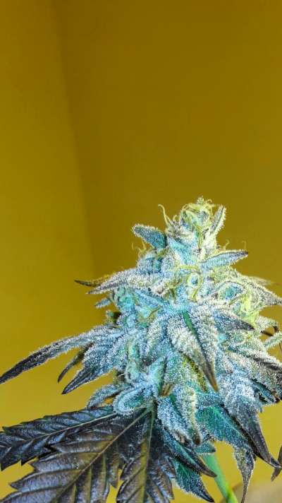 Mendo Breath #1 X Joseph OG