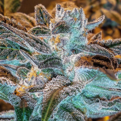 Mendo Breath F3 Variation 2