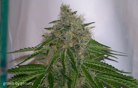 Mendo Supremo
