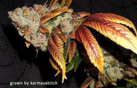 Mendodawg