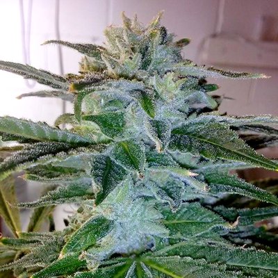 Prolific Kush